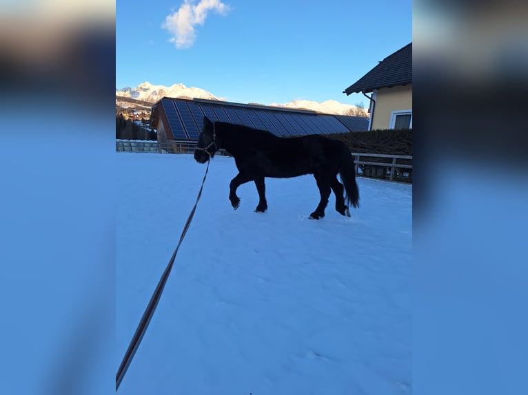 Nórico Caballo castrado 25 años 164 cm Negro in Mariapfarr