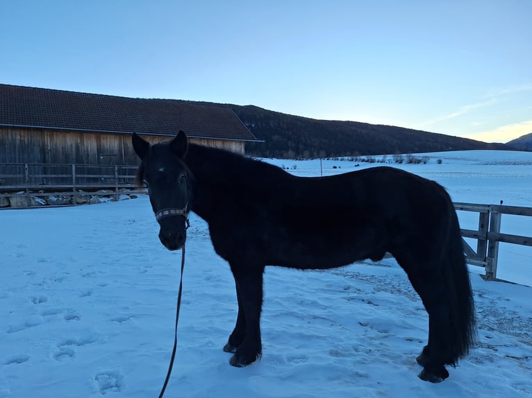 Nórico Caballo castrado 25 años 164 cm Negro in Mariapfarr