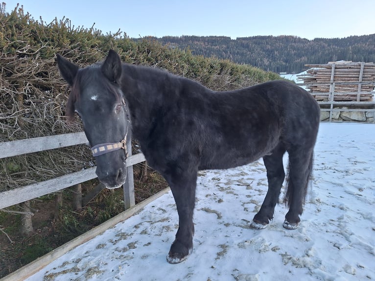 Nórico Caballo castrado 25 años 164 cm Negro in Mariapfarr