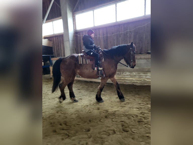 Nórico Mestizo Caballo castrado 27 años 168 cm Castaño in Graslhof