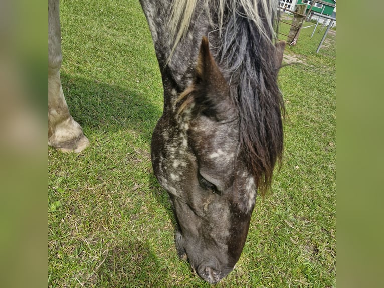 Nórico Mestizo Caballo castrado 2 años 144 cm Musgo in Alt Mölln