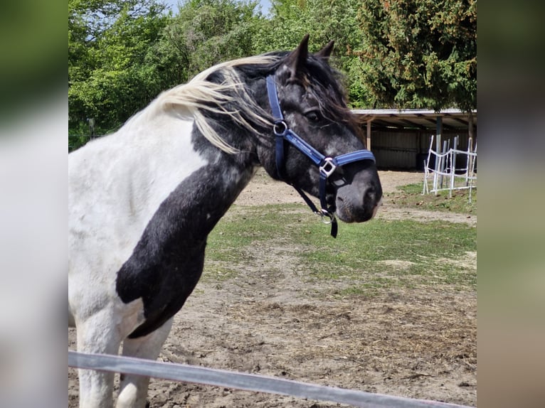 Nórico Mestizo Caballo castrado 2 años 144 cm Musgo in Alt Mölln