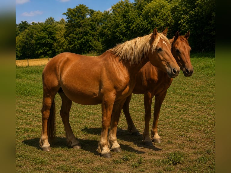 Nórico Caballo castrado 2 años 150 cm Alazán in Weiterstadt