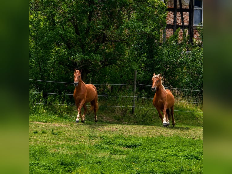 Nórico Caballo castrado 2 años 150 cm Alazán in Weiterstadt
