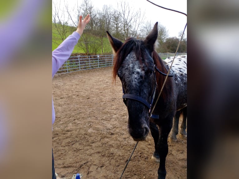 Nórico Mestizo Caballo castrado 2 años 155 cm Atigrado/Moteado in Michelau in Oberfranken