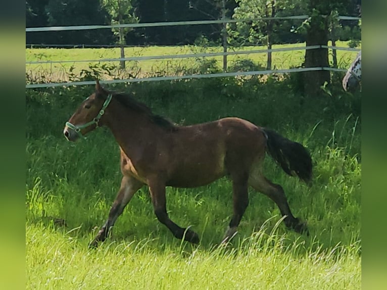 Nórico Caballo castrado 2 años 155 cm Castaño in Küßnach