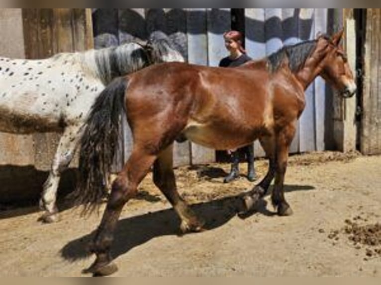 Nórico Caballo castrado 2 años 155 cm Castaño in Küßnach