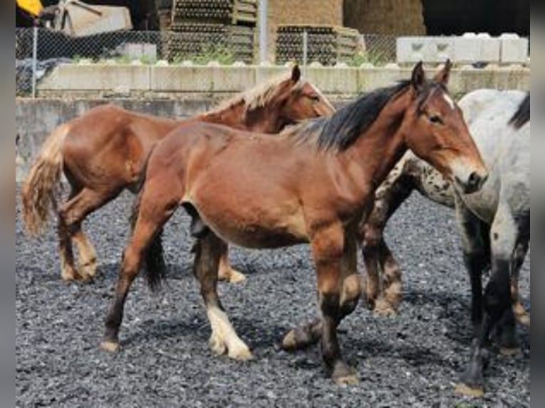 Nórico Caballo castrado 2 años 155 cm Castaño in Küßnach