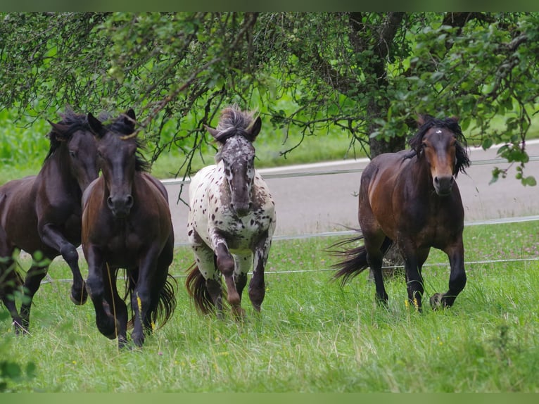 Nórico Caballo castrado 2 años 155 cm Castaño oscuro in Küßnach