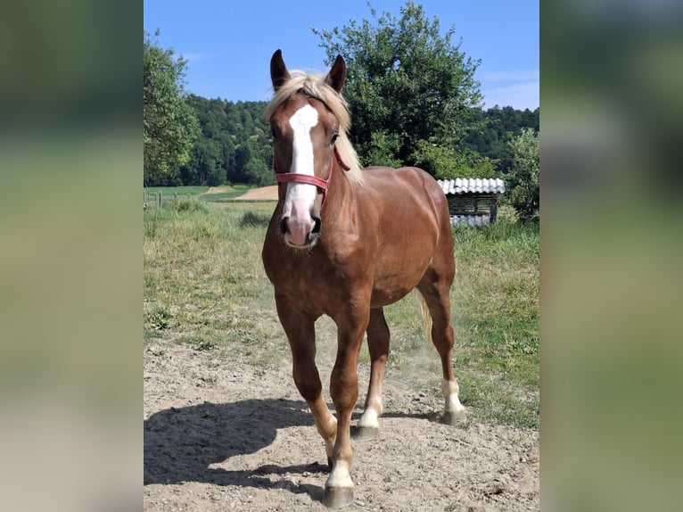 Nórico Caballo castrado 2 años 158 cm in Ptuj