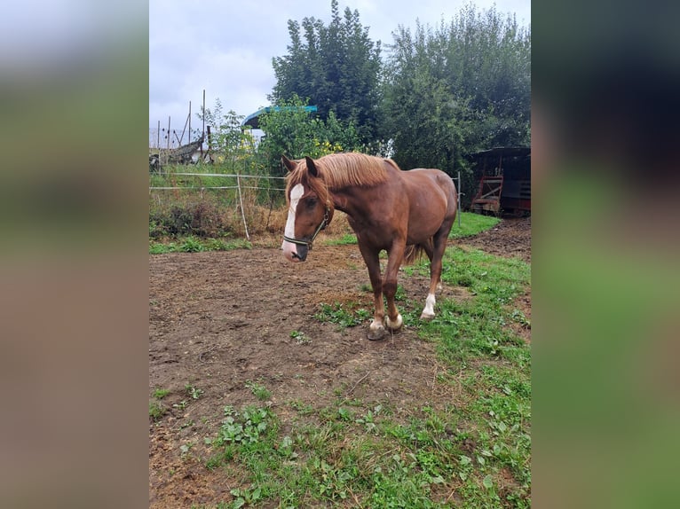 Nórico Caballo castrado 2 años 160 cm Alazán in Bad Kötzting