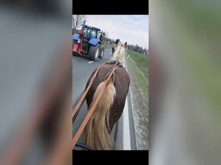 Nórico Caballo castrado 2 años 162 cm Alazán-tostado in Ptuj