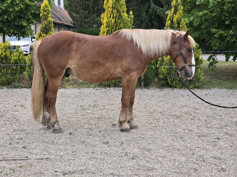 Nórico Caballo castrado 2 años 162 cm Alazán-tostado in Ptuj