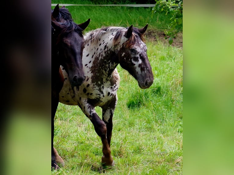 Nórico Caballo castrado 2 años 164 cm Atigrado/Moteado in Küßnach