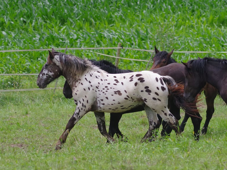 Nórico Caballo castrado 2 años 164 cm Atigrado/Moteado in Küßnach