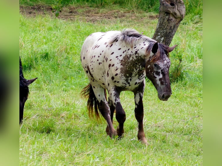 Nórico Caballo castrado 2 años 164 cm Atigrado/Moteado in Küßnach