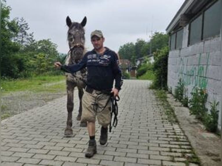 Nórico Caballo castrado 2 años 164 cm Atigrado/Moteado in Küßnach