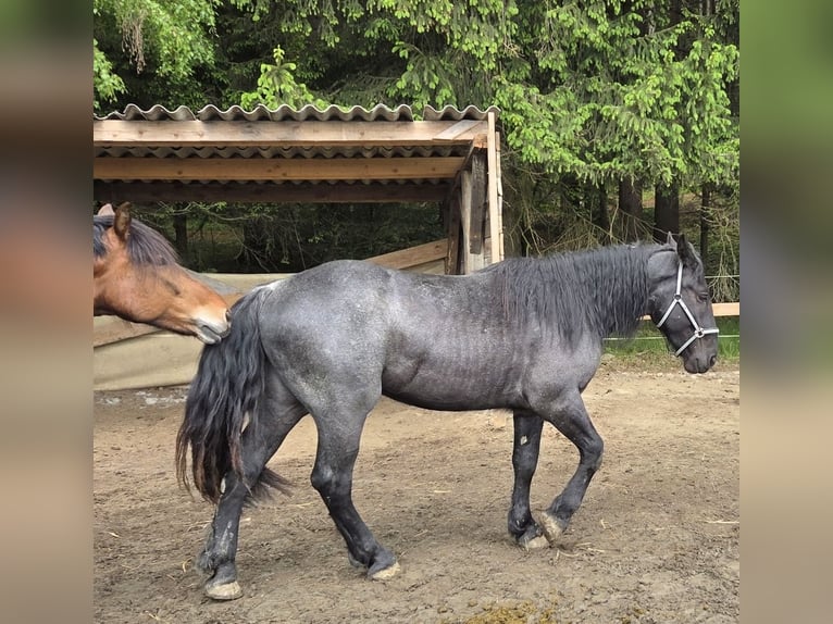 Nórico Caballo castrado 2 años 165 cm Ruano azulado in Lichtenberg