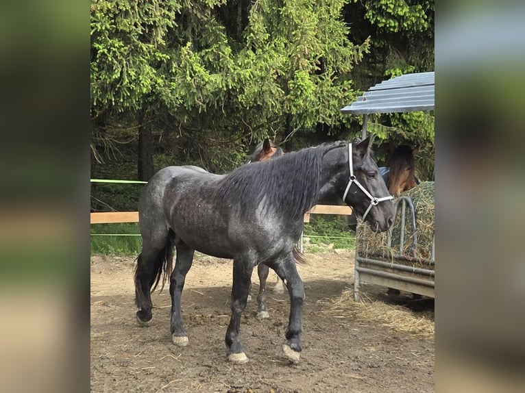 Nórico Caballo castrado 2 años 165 cm Ruano azulado in Lichtenberg
