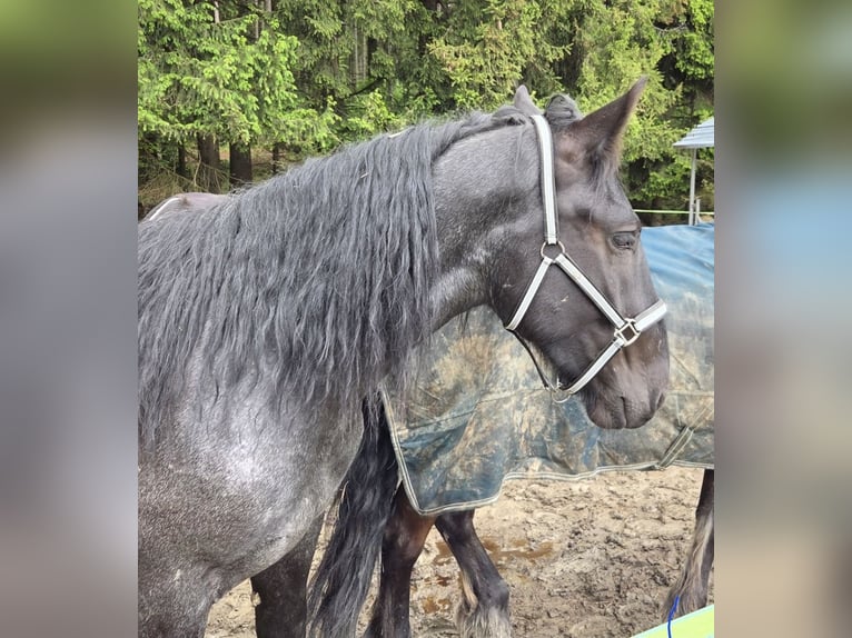 Nórico Caballo castrado 2 años 165 cm Ruano azulado in Lichtenberg