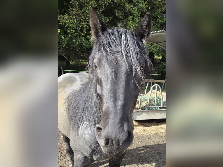 Nórico Caballo castrado 2 años 165 cm Ruano azulado in Lichtenberg