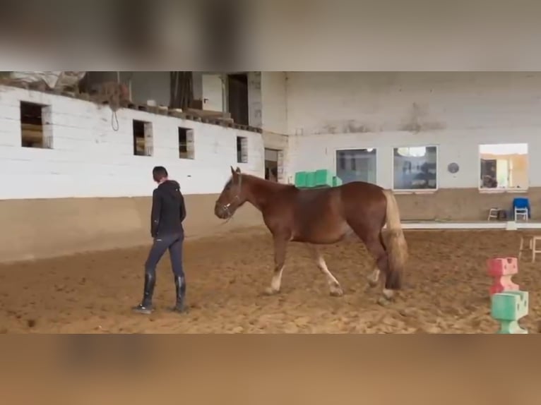 Nórico Caballo castrado 2 años Alazán in Niederzier