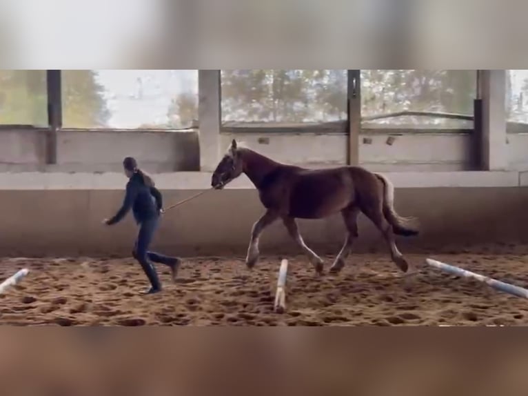 Nórico Caballo castrado 2 años Alazán in Niederzier