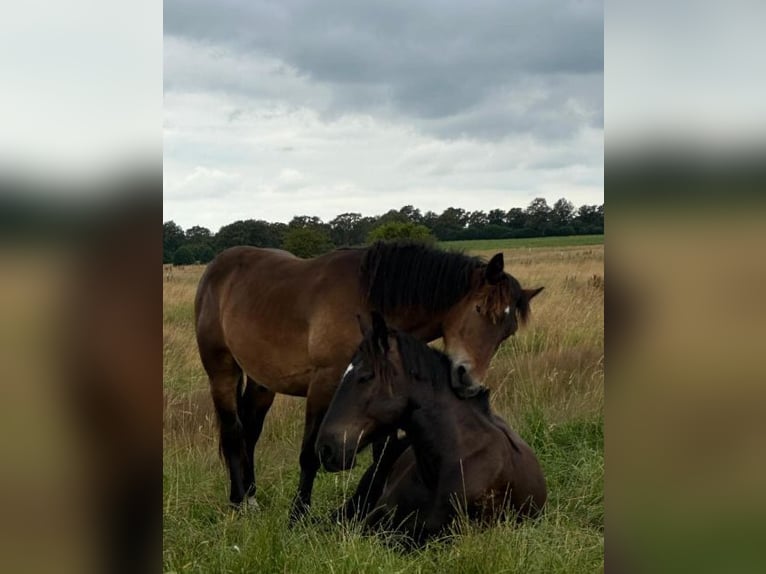 Nórico Caballo castrado 2 años Castaño in Wakendorf II