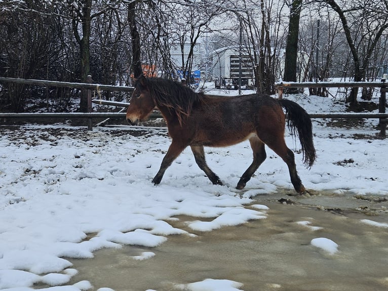 Nórico Caballo castrado 3 años 147 cm in Niederzier