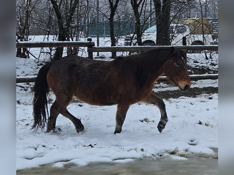 Nórico Caballo castrado 3 años 147 cm in Niederzier