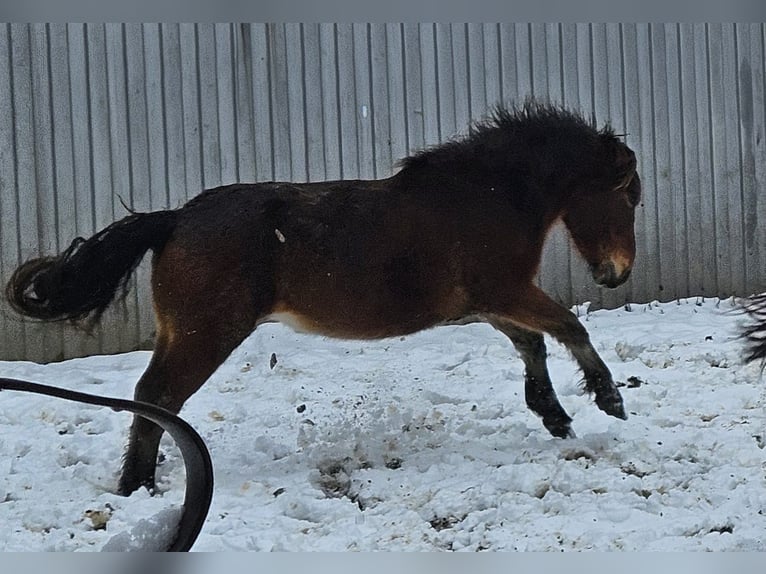 Nórico Caballo castrado 3 años 147 cm in Niederzier