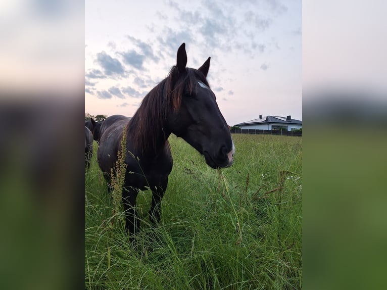 Nórico Caballo castrado 3 años 153 cm Negro in Loipersbach im Burgenland