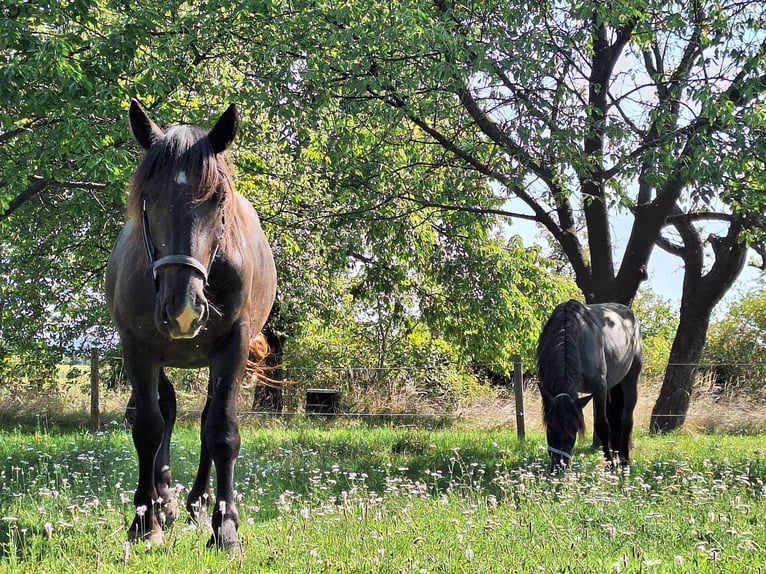 Nórico Caballo castrado 3 años 153 cm Negro in Loipersbach im Burgenland
