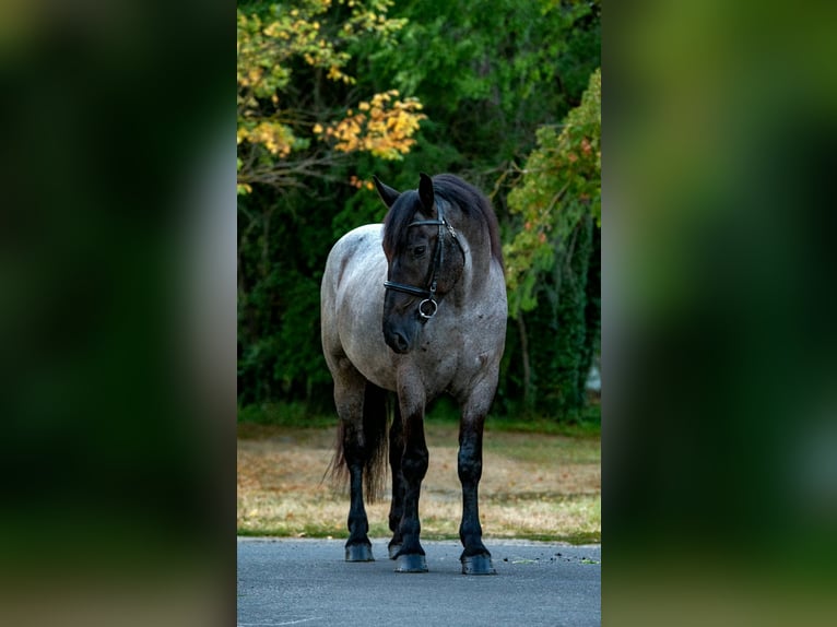 Nórico Mestizo Caballo castrado 3 años 156 cm Ruano azulado in Zwartewaal