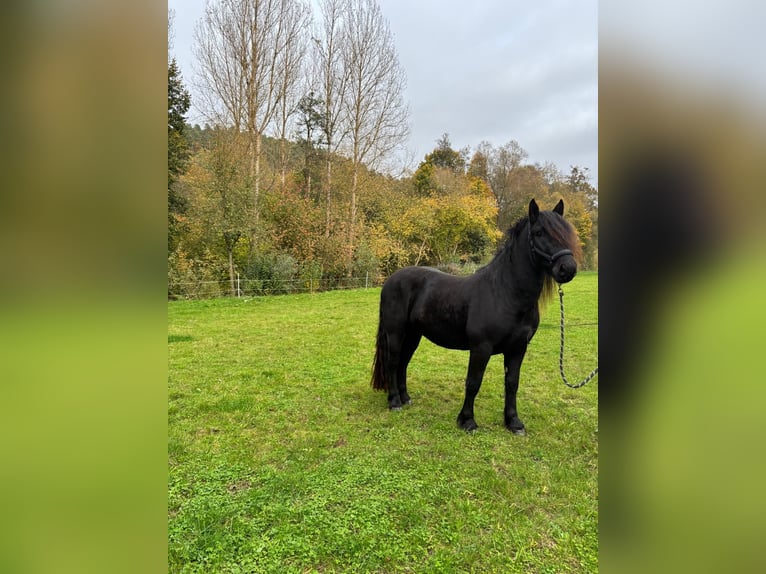 Nórico Caballo castrado 3 años 159 cm in Ronshausen