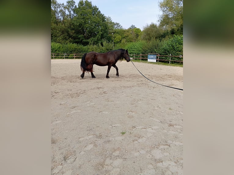 Nórico Caballo castrado 3 años 159 cm in Ronshausen