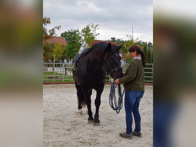 Nórico Caballo castrado 3 años 162 cm Negro in Langensendelbach