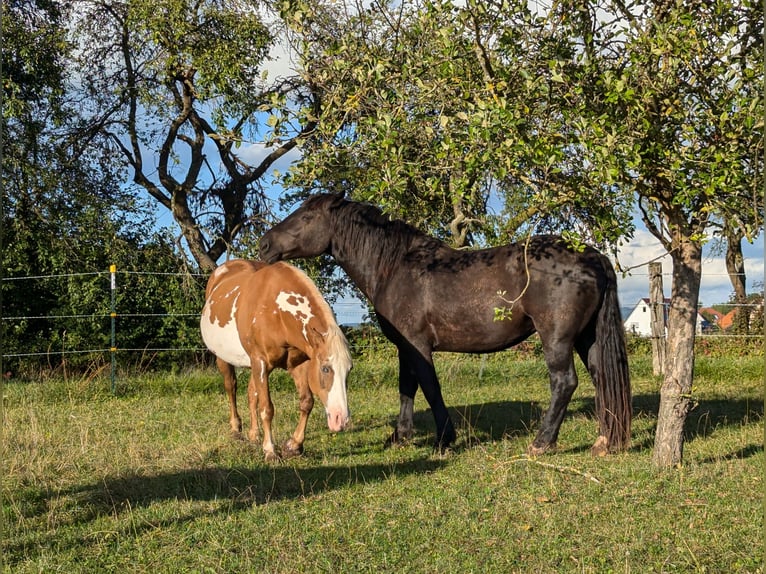 Nórico Caballo castrado 3 años 162 cm Negro in Langensendelbach