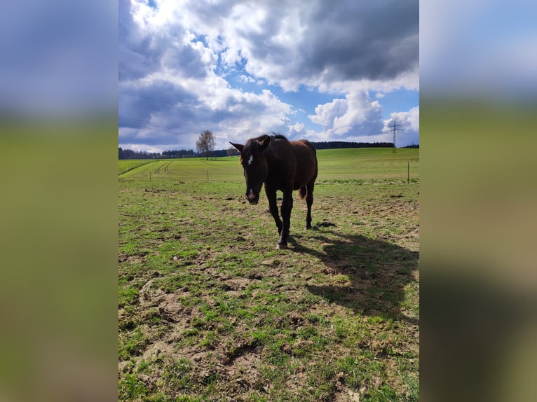 Nórico Caballo castrado 3 años 163 cm Negro in Apfeldorf