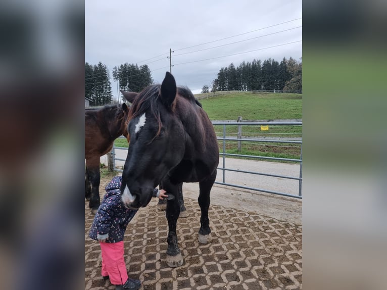 Nórico Caballo castrado 3 años 163 cm Negro in Apfeldorf