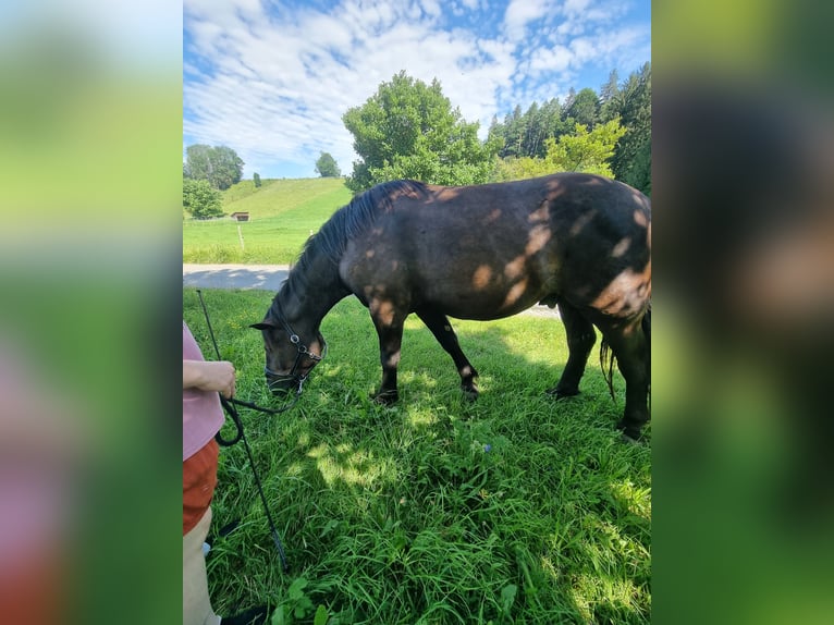 Nórico Caballo castrado 3 años 163 cm Negro in Apfeldorf