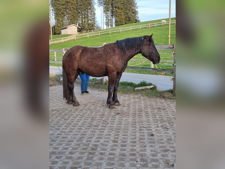 Nórico Caballo castrado 3 años 163 cm Negro in Apfeldorf