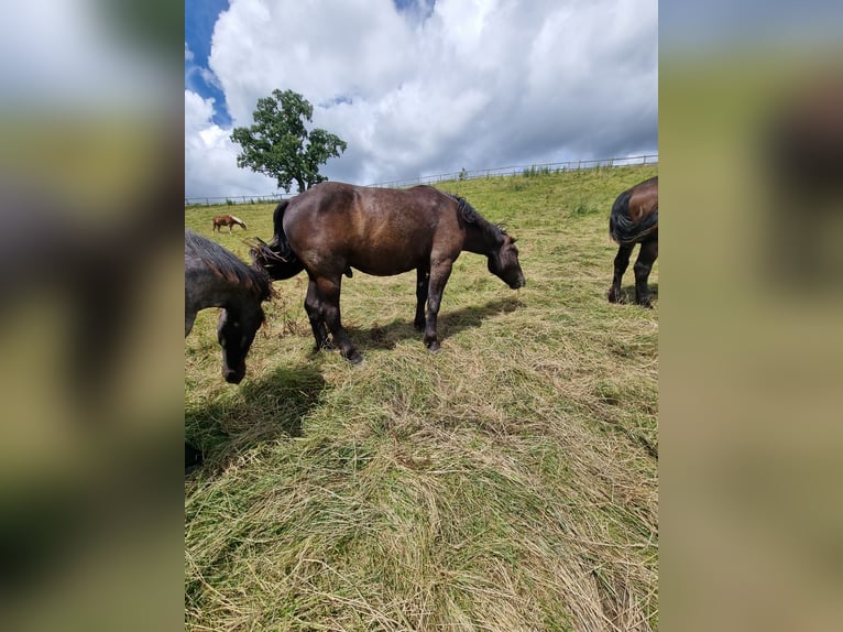 Nórico Caballo castrado 3 años 163 cm Negro in Apfeldorf