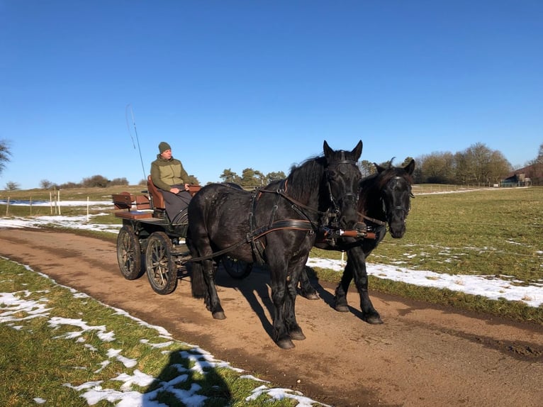 Nórico Caballo castrado 3 años 163 cm Tordillo negro in Nettersheim