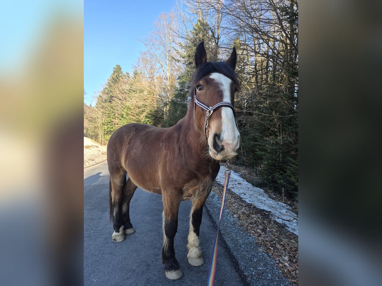 Nórico Caballo castrado 3 años 164 cm Castaño oscuro in Deggendorf