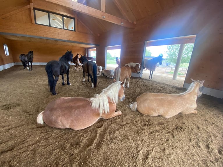 Nórico Caballo castrado 3 años 166 cm Alazán-tostado in Neusäß