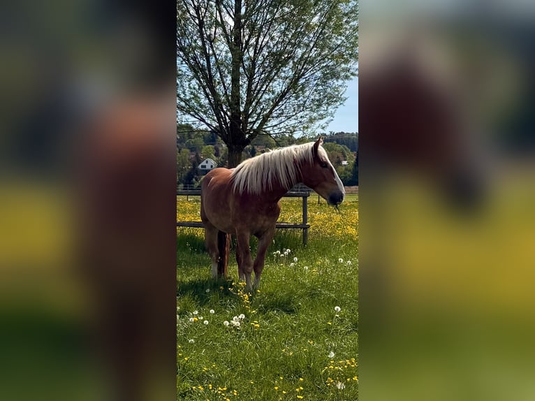 Nórico Caballo castrado 3 años 166 cm Alazán-tostado in Neusäß