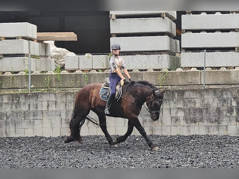 Nórico Caballo castrado 3 años Negro in Küßnach