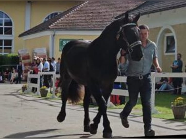 Nórico Caballo castrado 3 años Negro in Küßnach