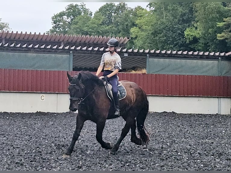 Nórico Caballo castrado 3 años Negro in Niederzier